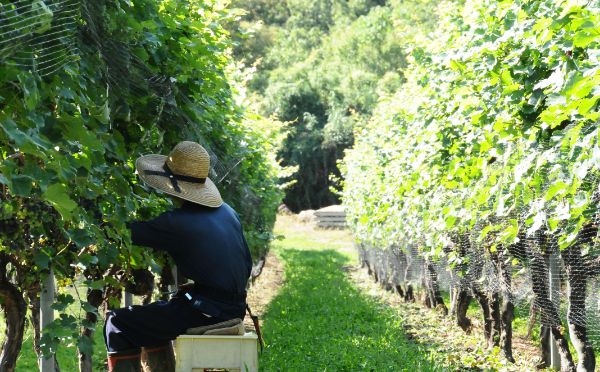 日本におけるワイン用ぶどうの栽培方法