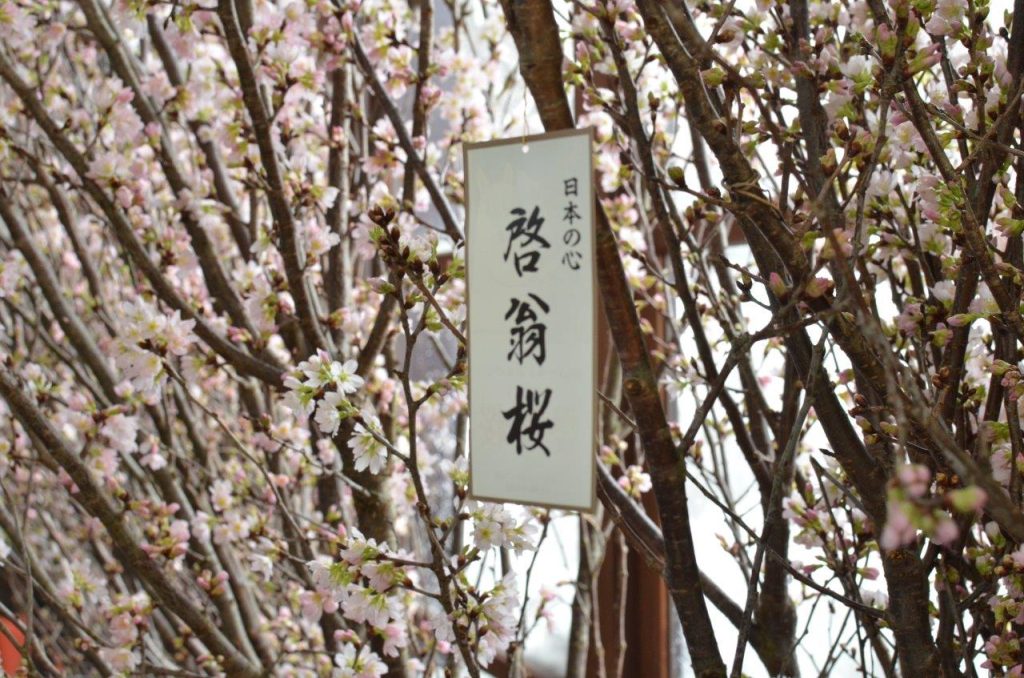 「第15回　高畠ワイナリー冬の桜回廊」啓翁桜の展示