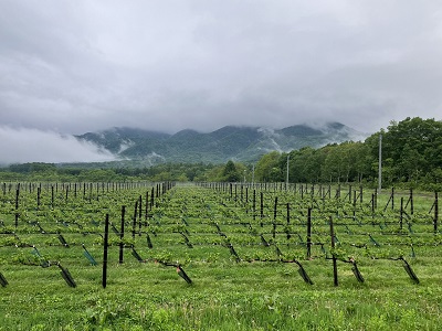 北海道ワインより、6月の鶴沼ワイナリー情報をお届けいたします！