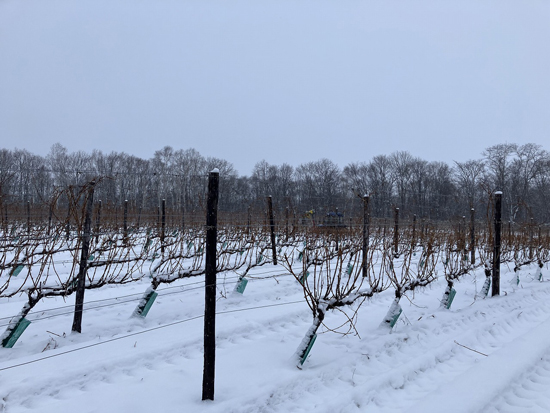 機械剪定後の雪の圃場の様子