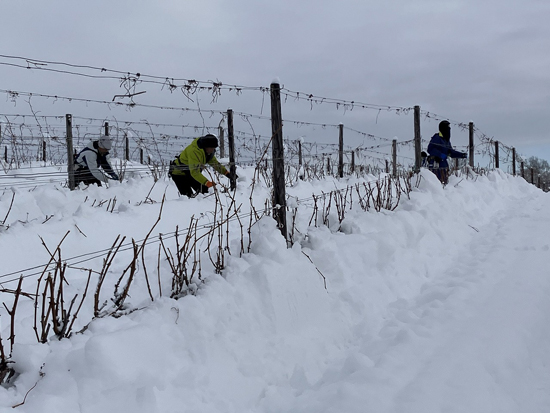 雪の中での手作業での剪定の様子