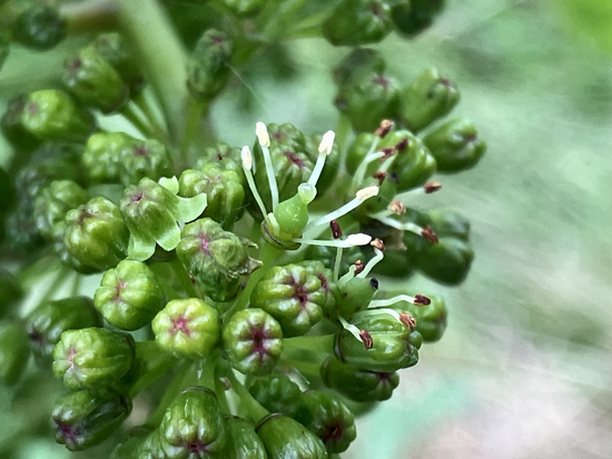 開花の始まった「ロンド」