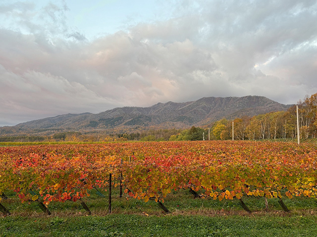 朝日の中の紅葉が進む樺戸連山と圃場