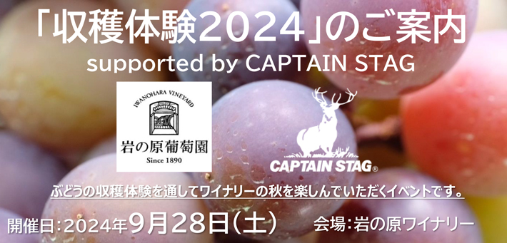 岩の原ワインとCAPTAIN STAGのコラボ収穫体験 2024