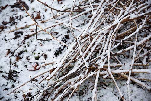 圃場に薄く積もる雪