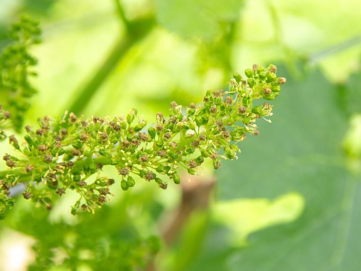 ブドウの開花(メルロー)