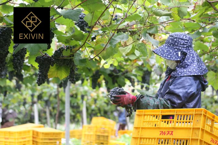 アルプスがEXIVINでワイン試飲販売会開催