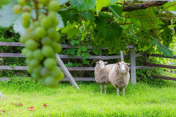 畑で放し飼いされている羊たち