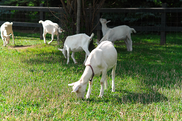 畑で放し飼いされている山羊たち
