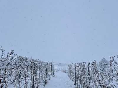 生命を次代へ繋ぐ冬支度「剪定とワイヤー上げ」の様子をお届けします