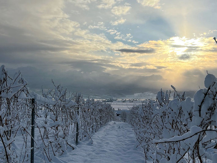 雪に包まれた朝焼けの圃場