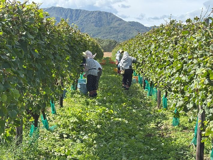 9月24日ゲヴュルツトラミネール