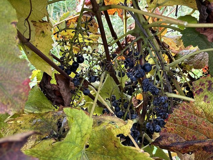 10月29日ムクドリ