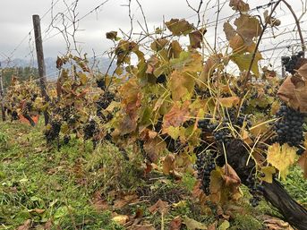 10月31日MHアムレンシス