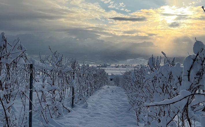 雪に包まれた朝焼けの圃場