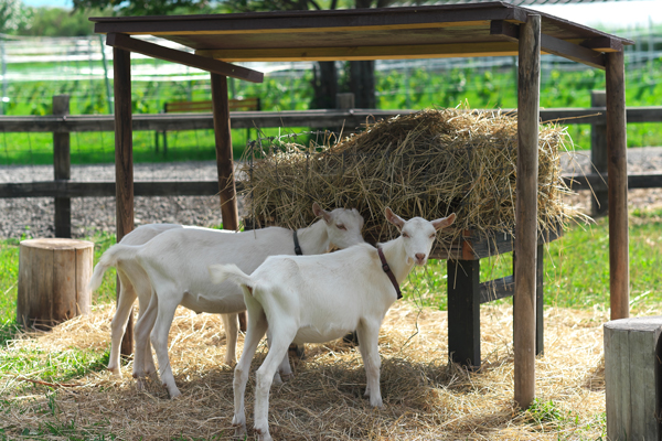 牧草を食む山羊たち