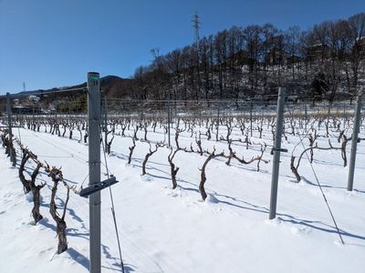 メルローの剪定が本格始動！銀世界の太田圃場の様子をお届けします