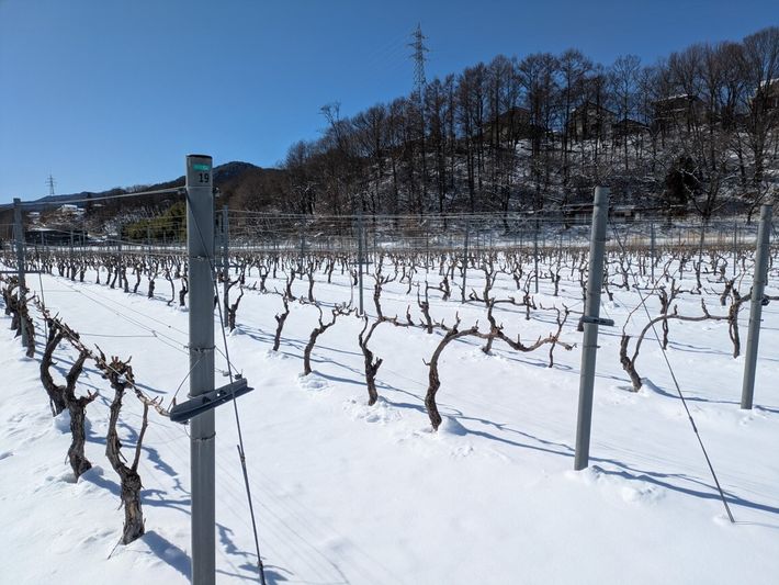 雪景色の大田圃場の様子
