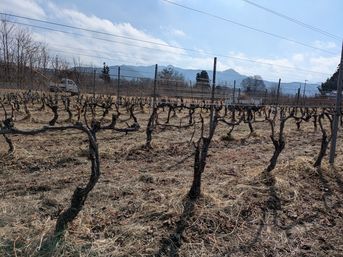 メルロー剪定後の様子