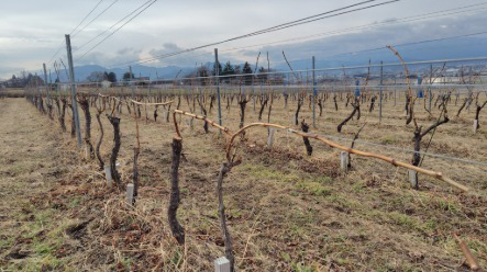 片丘4圃場の様子