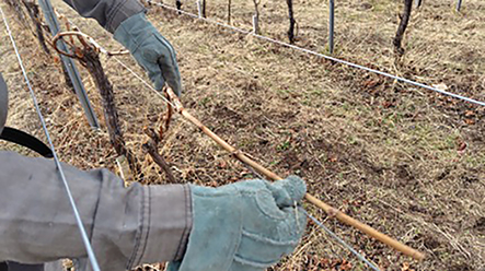 片丘4圃場の誘引作業の様子