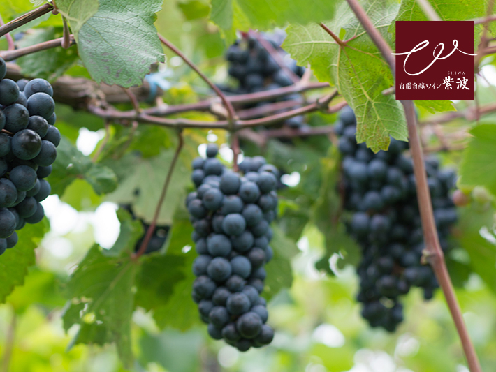 紫波フルーツパーク