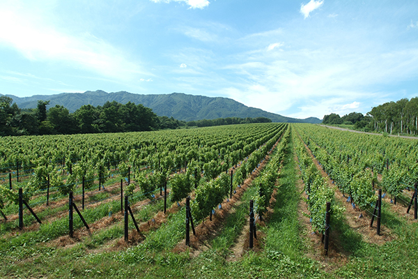 鶴沼ワイナリー